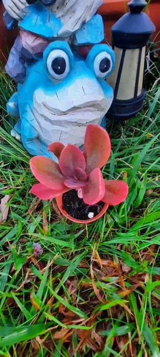 Plantas reprodução caseira adaptadas ao tempo.  Desde 3€. Vaso 8cm.