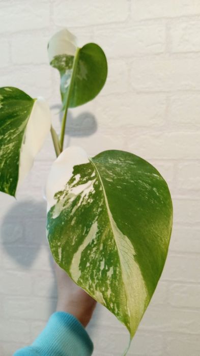 Монстера Альба  варіегатна