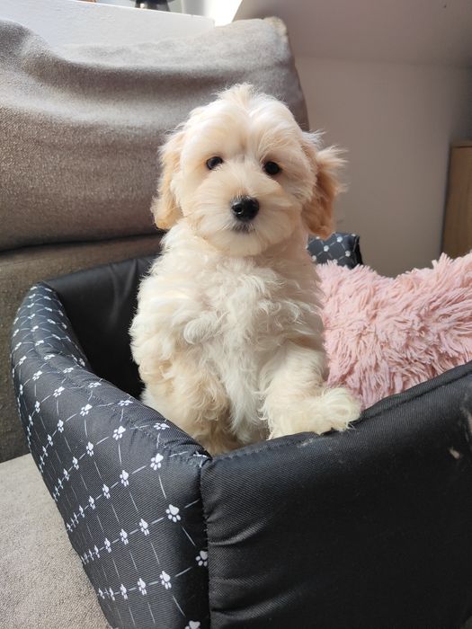 Maltipoo F1 suczka maltańczyk i pudel toy