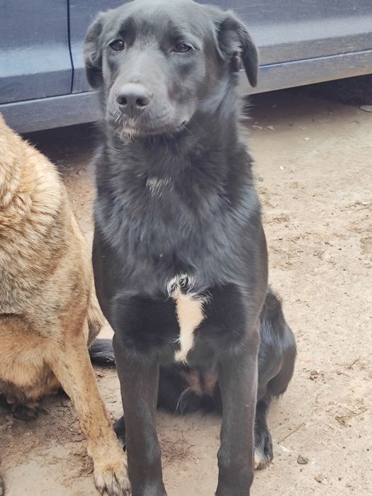 Собака девочка стерильная ищет семью