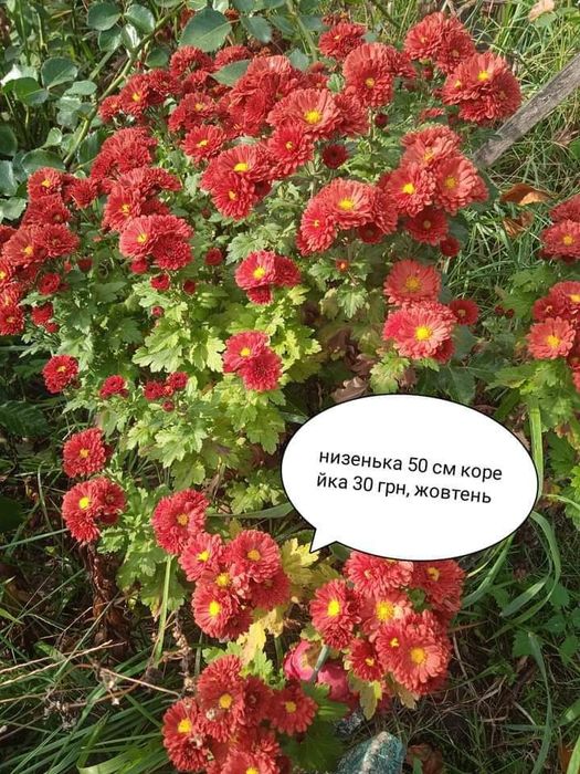 Хризантеми не дорого