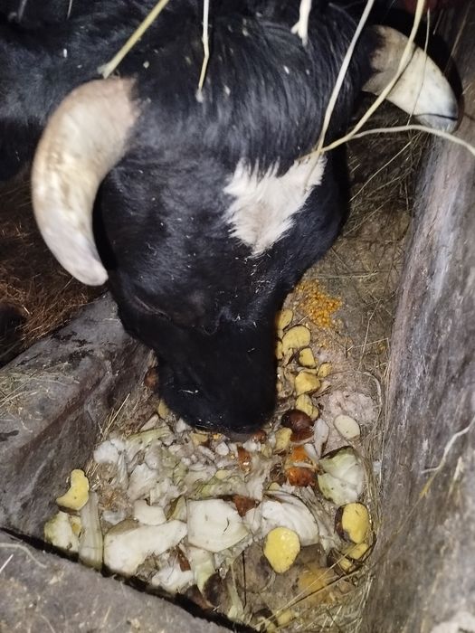 Продам молоду молочну Корову