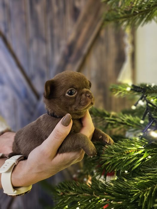 Chihuahua czekoladowy chłopiec