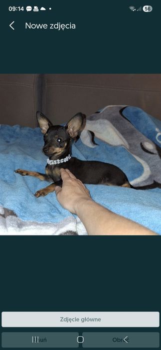 Lola  ratlerek miniaturka