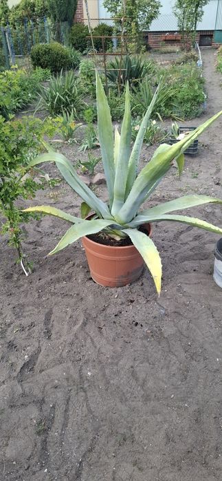 Agawa - duża,piękna