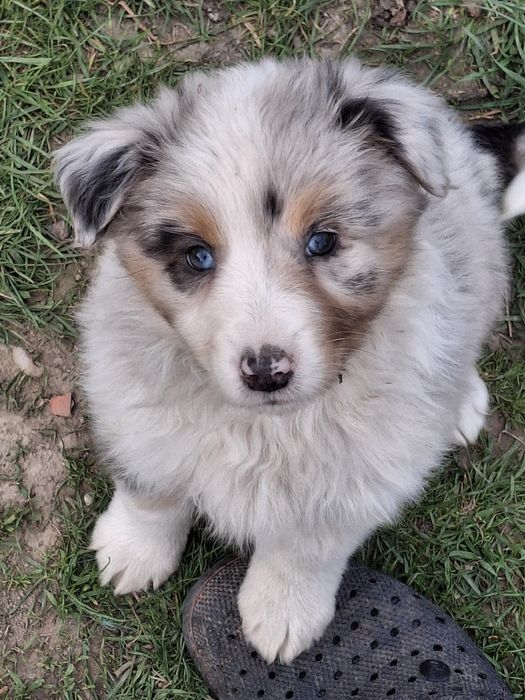 Owczarek australijski sunia