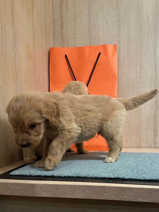 Лабродудли лабродудель голдендудль  от филіппінського пуделя китай