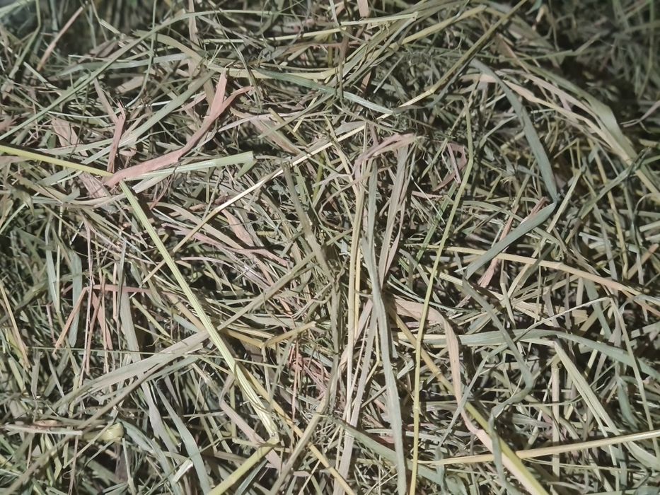 Сено для Шиншилл и других Грызунов!