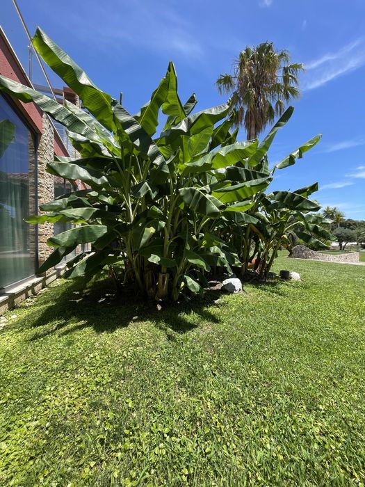 Bananeira 2.5metros com raiz + bambu + palmeira