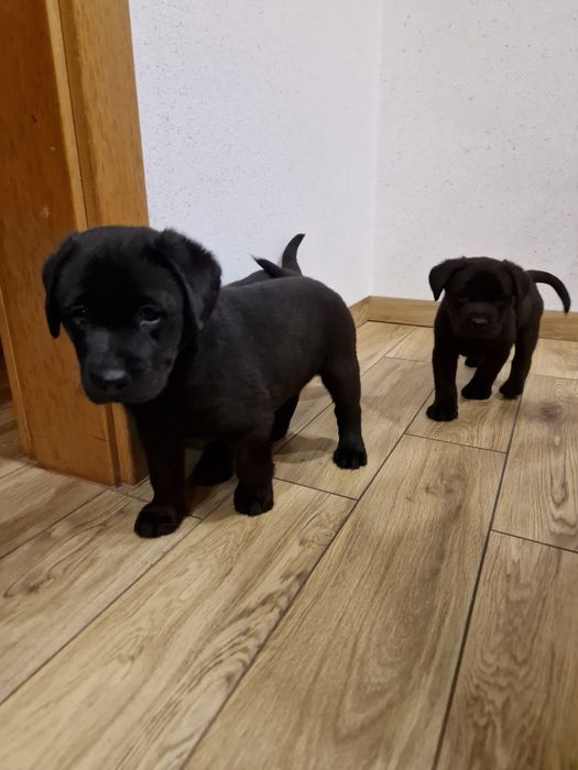 Szczeniak Labradora suczka gotowa do odbioru
