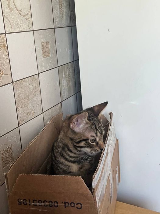 Котики в добрі руки