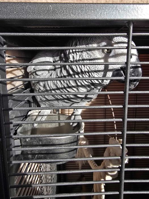 Papagaio cinzento