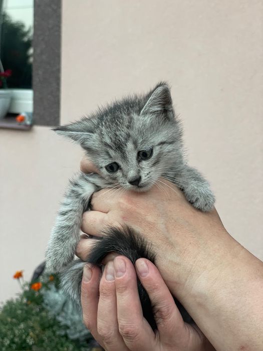 Котенята британські