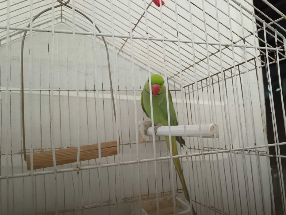 Vendo ring neck adulto macho