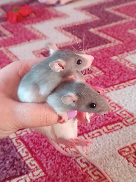 Подарую щуренят,крисенята хлопчики