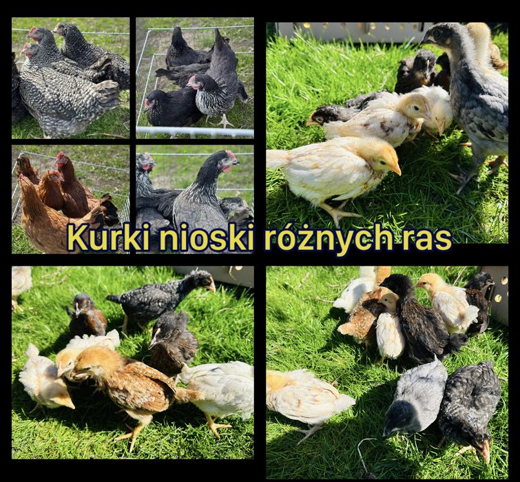 ‼️ Kurki greenshell, rossa, dominant,gołoszyjki, redbro ‼️
