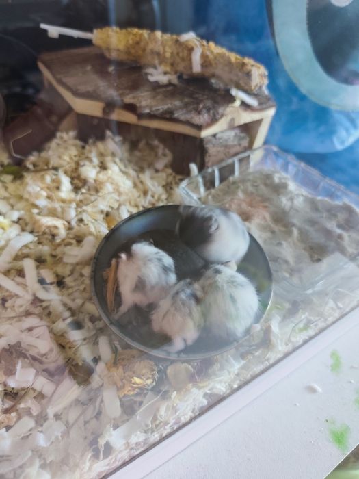 Chomiki dżungarskie panda