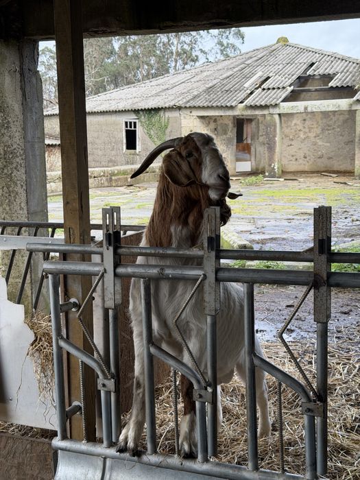 Cabrito Boer Puro Reprodutor