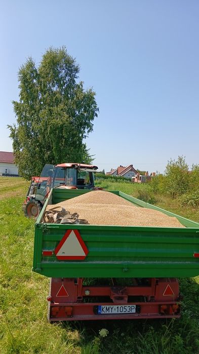 Pszenica jara KWS Dorium