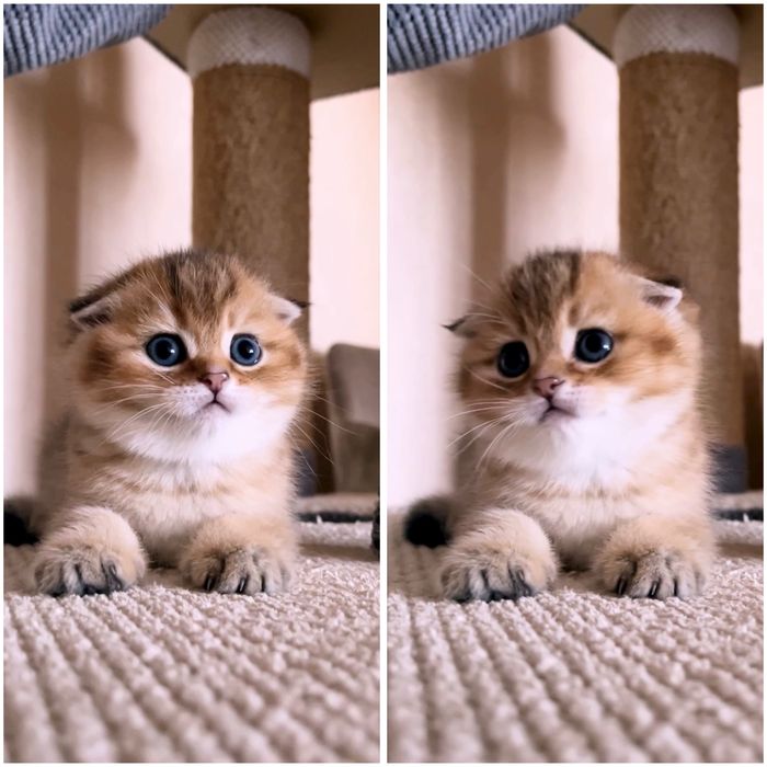 Шикарний котик золота шиншила