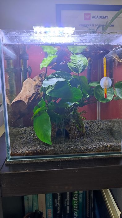 Sprzedam akwarium z bojownikiem