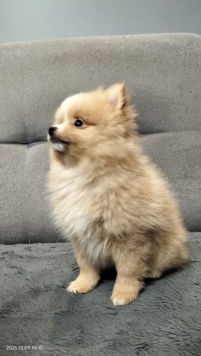 Rudy piesek szpic miniaturowy