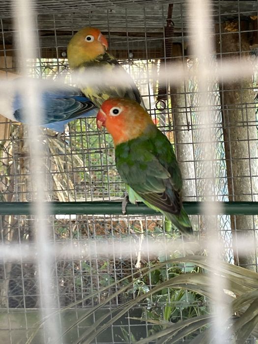 Agapornis fisher opalinos