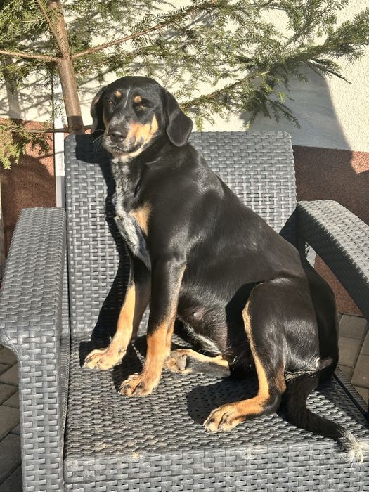 Szceniaki do oddania za Darmo Gończy Polski mieszany