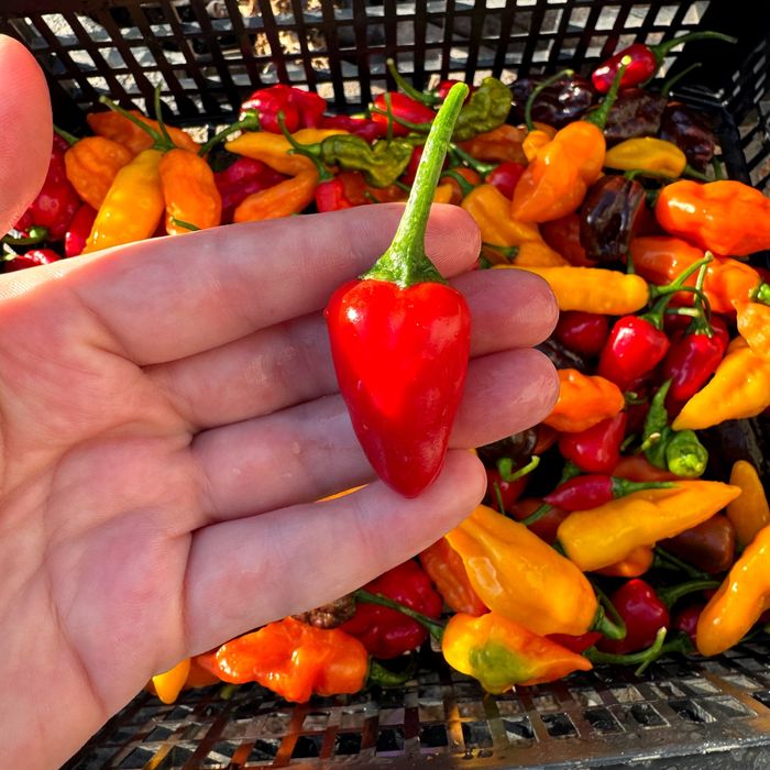 Гострий соус Подарунковий набір Дегустаційний острый  Carolina Reaper