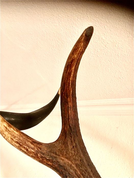 CRÂNEO VEADO IBÉRICO