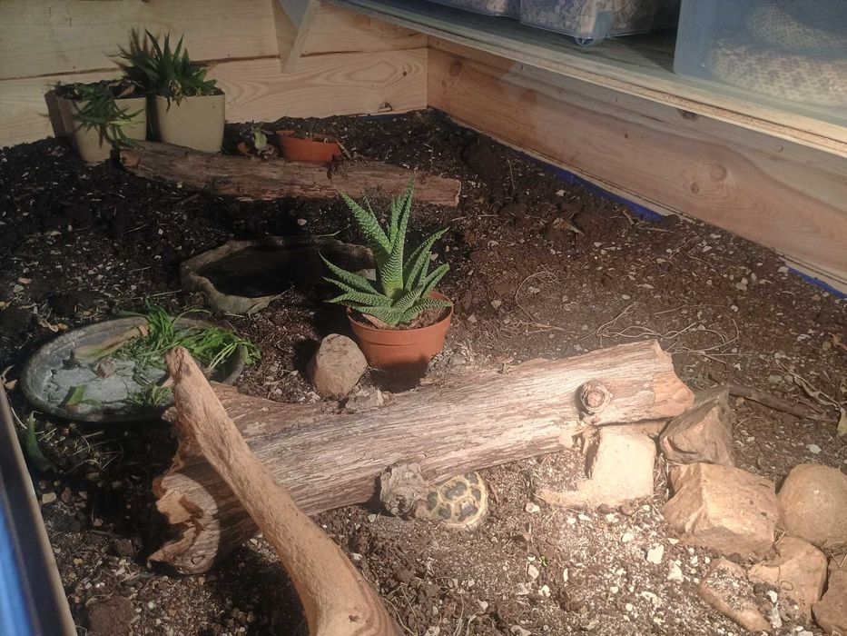 Terrarium dla żółwia lądowego duże 125x85
