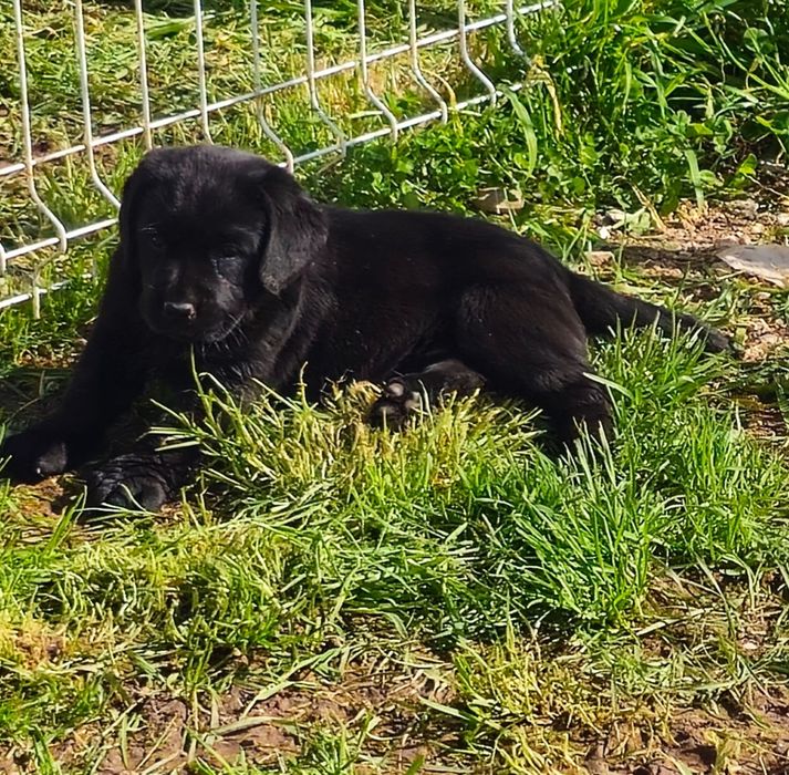 Labrador retriever com pedigree