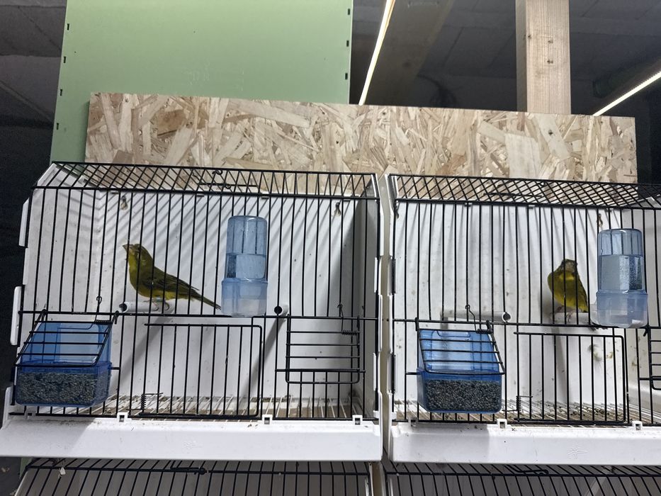 Negritos Bolivia  “Atrata”2  machos