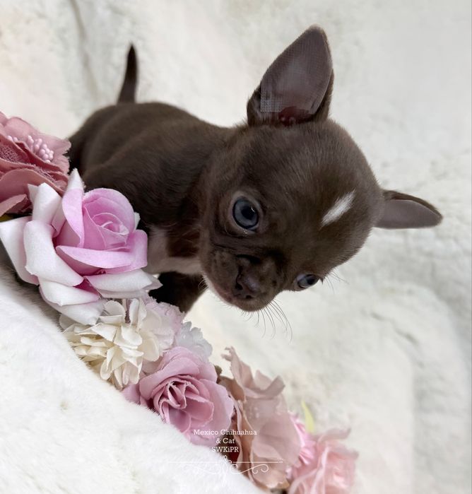 Dziewczynka chihuahua