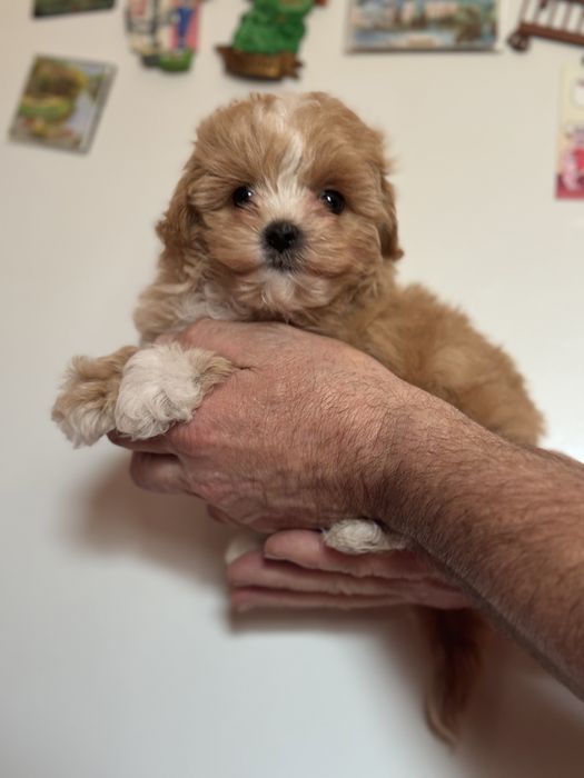 Міні хлопчик бебі фейс тікап