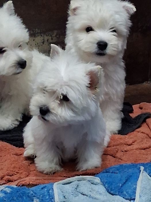 Piesek west highland white terrier