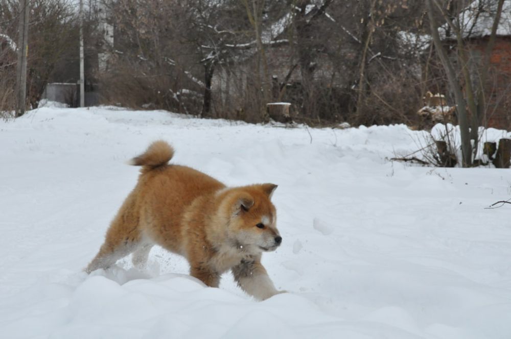 Акіта іну купити Івано Франківськ