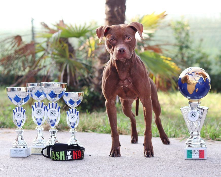 Імпортний пес з Італії розплідник Skyline