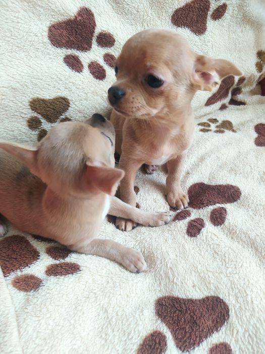Хлопчики чихуахуа'
