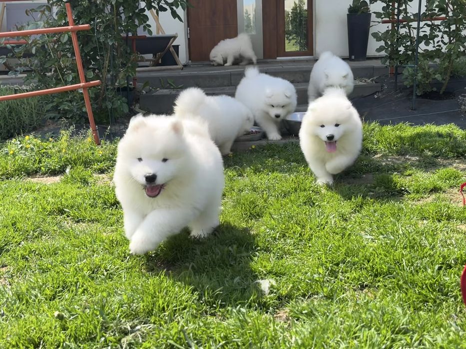 Samoyed/ Samojed ZKwP/FCI * już do odbioru*