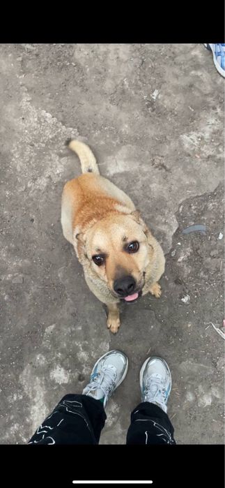 Отдам собаку в хорошие руки — кобель, 5 лет, Днепр