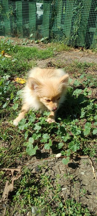 Pomeranian, szpic miniaturowy.