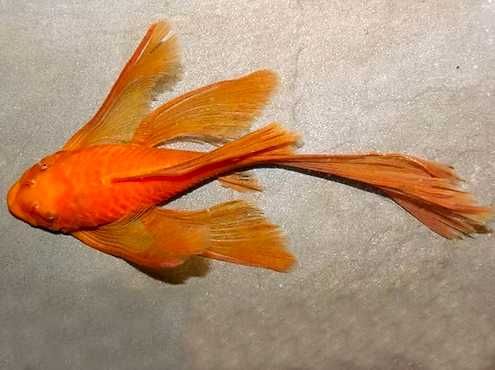 Ancistrus varias linhas