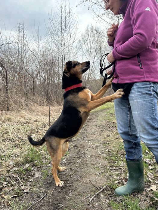 Hedi - pies, super grzeczny piesek ze schroniska, 8 lat