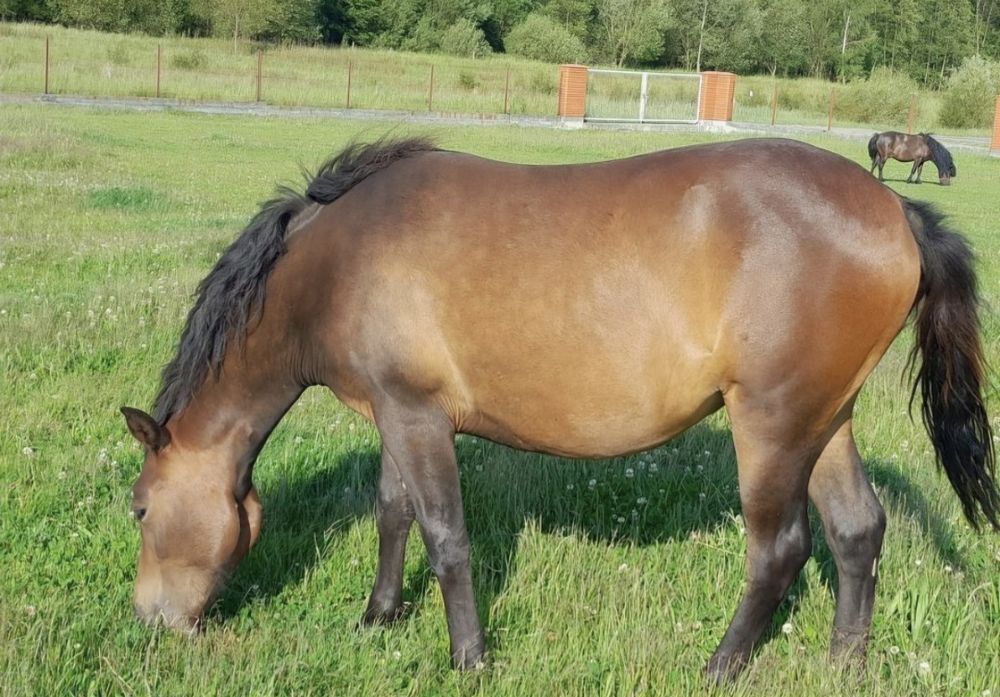 Klacz huculska LUKRECJA