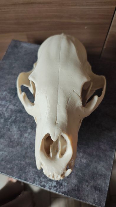 Czaszka niedźwiedzia czarnego wydruk 3d