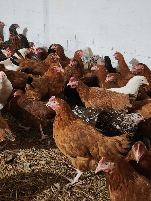 Kury nioski młode Rosa Leghorn Tetra Dominant z wolnego wybiegu Dowóz