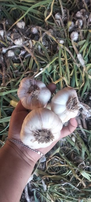 Часник , часник Любаша