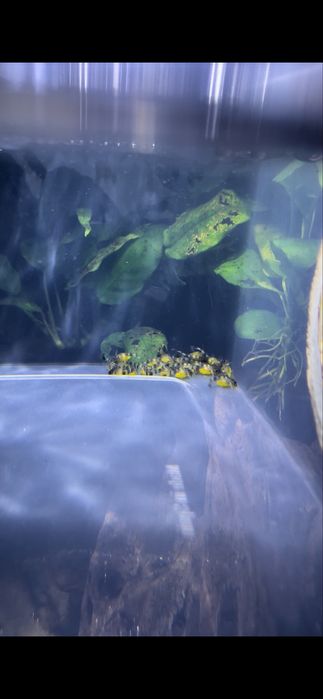 Panaqolus Alenquer Tiger L397