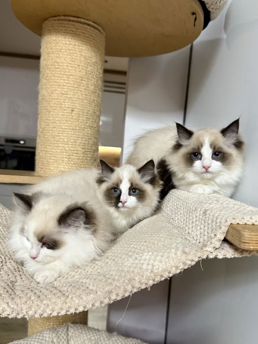 Kotka Ragdoll z rodowodem FPL